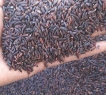 Vedai organic Karuppu kavuni rice