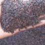 Vedai organic Karuppu kavuni rice