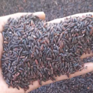 Vedai organic Karuppu kavuni